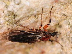 Bibio articulatus