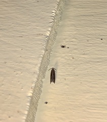 Ancylis diminuatana