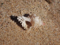 Chicoreus denudatus
