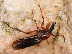 Bibio articulatus