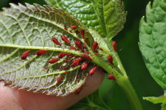 Uroleucon nigrotuberculatum