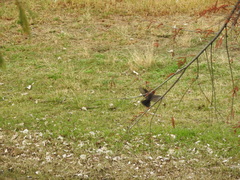 Pyrocephalus rubinus