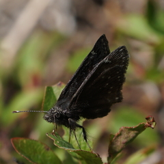 Erynnis afranius