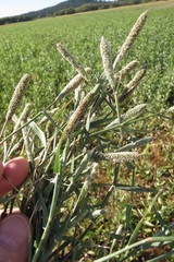 Sporobolus alopecuroides