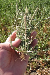 Sporobolus alopecuroides