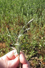 Sporobolus alopecuroides