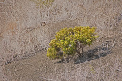 Lecocarpus pinnatifidus