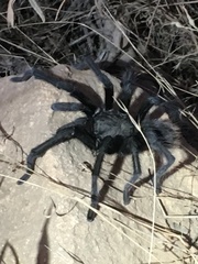 Aphonopelma steindachneri