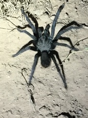 Aphonopelma steindachneri