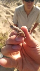 Sceloporus arenicolus
