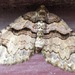 Variable Carpet Moth - Photo (c) joannerusso, some rights reserved (CC BY-NC), uploaded by joannerusso