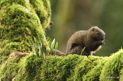 Red-legged Sun Squirrel