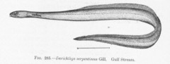 Narrownecked Oceanic Eel photo 2