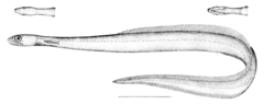 Narrownecked Oceanic Eel photo 3