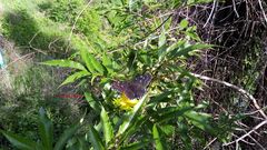 Chlosyne janais marianna