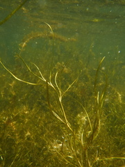 Potamogeton pusillus pusillus