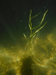 Potamogeton pusillus pusillus