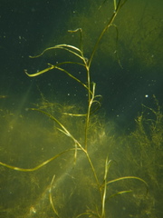Potamogeton pusillus pusillus