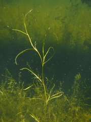 Potamogeton pusillus pusillus
