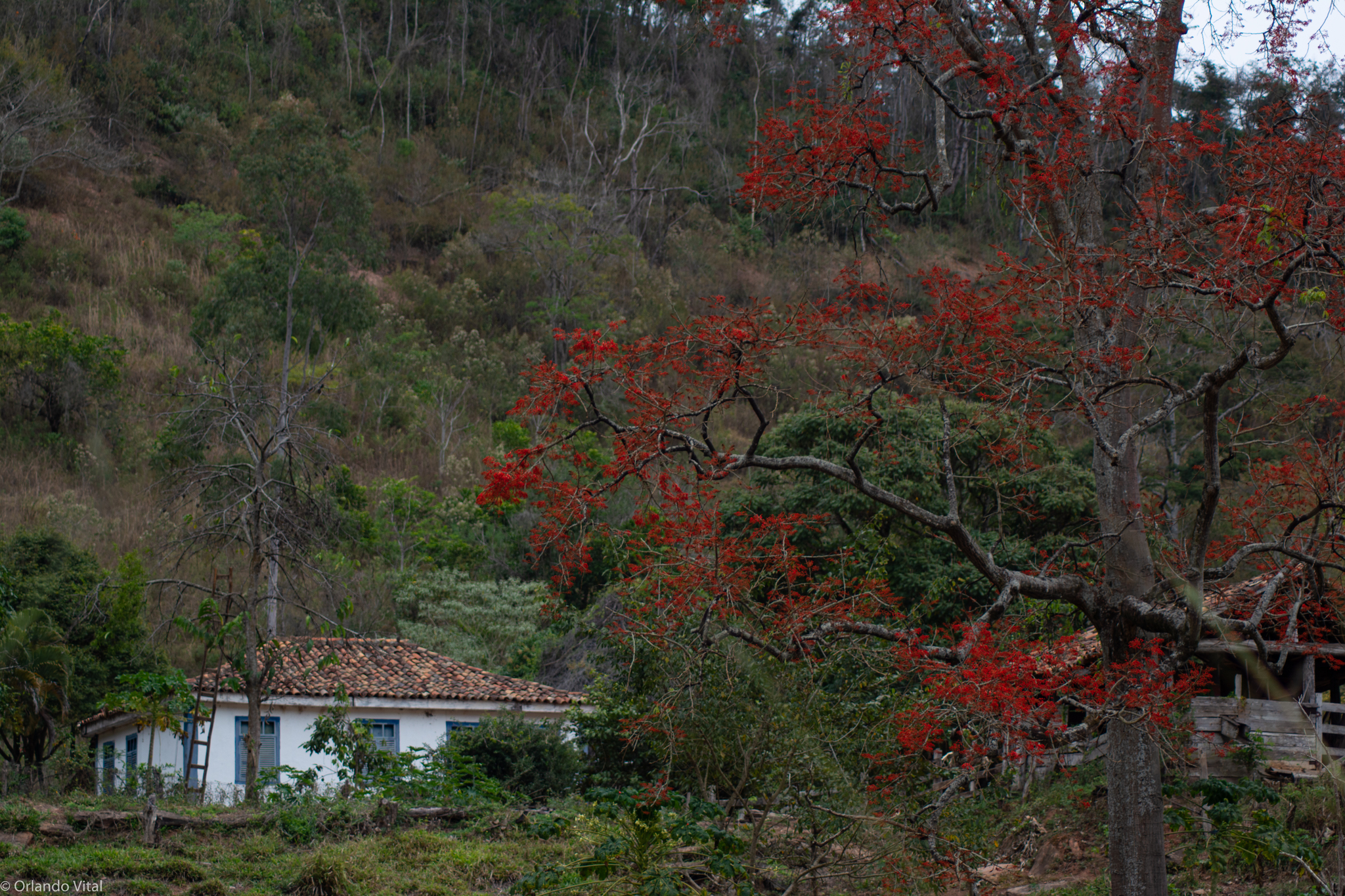 Erythrina verna