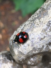 Harmonia axyridis