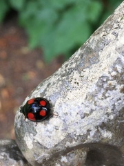 Harmonia axyridis