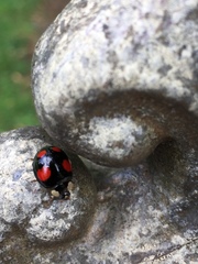 Harmonia axyridis