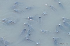 Platydoras armatulus