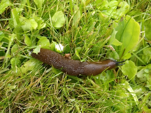 Arion vulgaris