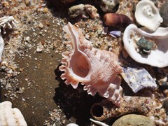 Chicoreus denudatus