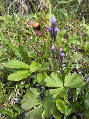 Gentianella propinqua