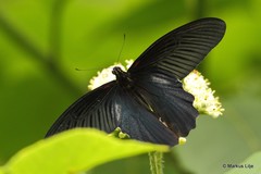 Papilio alcmenor