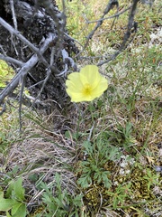 Papaver macounii discolor