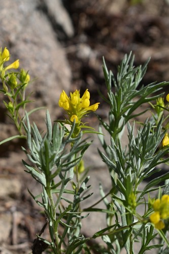 Image of Orthocarpus tolmiei by (c) Gail A Baker, some rights reserved (CC BY)