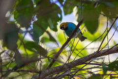 Tangara cyanoventris