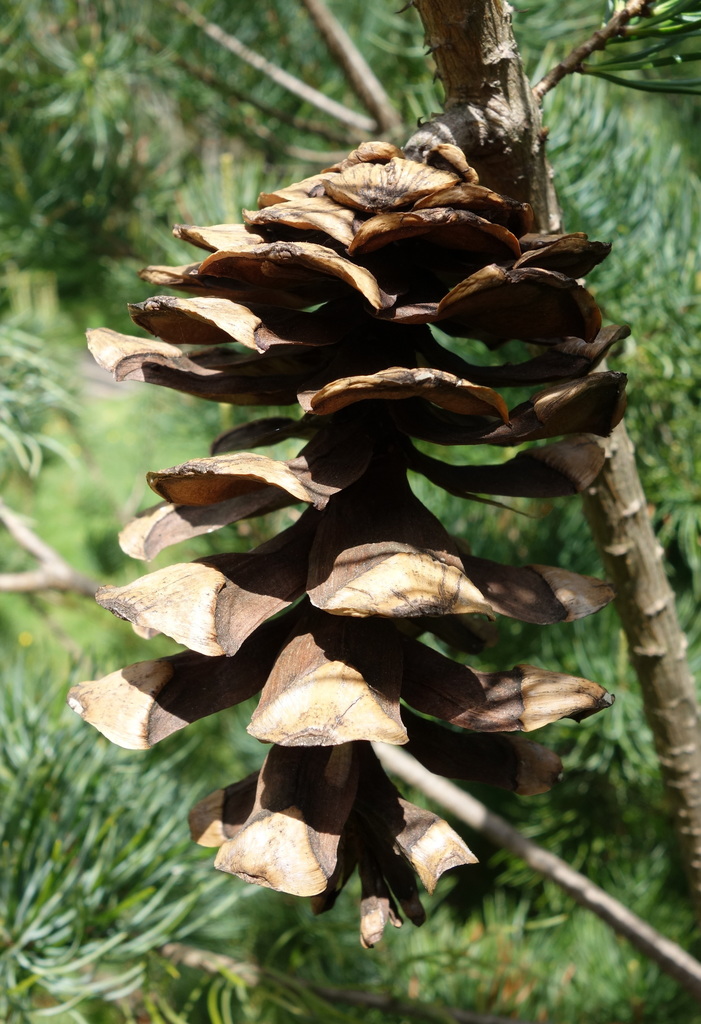 Thông trắng Quảng Đông (Pinus wangii)