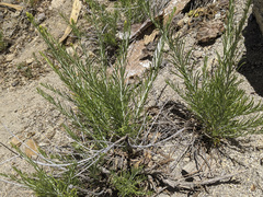 Ericameria nauseosa bernardina