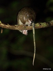 Uromys caudimaculatus