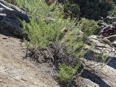 Ericameria nauseosa bernardina