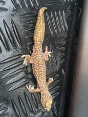Oedura tryoni