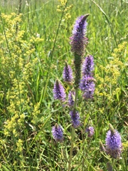 Veronica orchidea