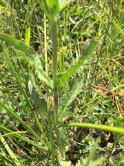Veronica orchidea