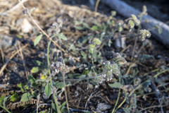 Phacelia mutabilis
