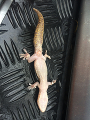 Oedura tryoni