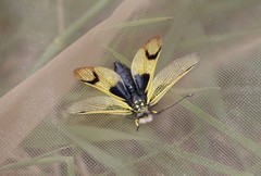 Libelloides longicornis