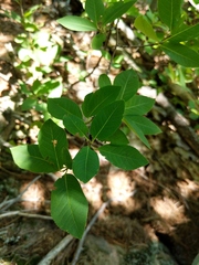 Amelanchier bartramiana