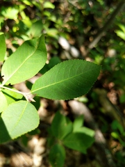 Amelanchier bartramiana