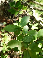 Amelanchier bartramiana