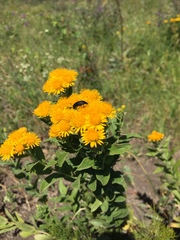 Pentanema germanicum