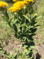 Pentanema germanicum